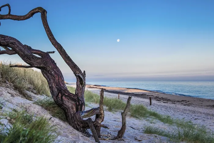 Framed Print : Crooked Tree Grows on the Beach Print Framed Print : Crooked Tree Grows on the Beach Print