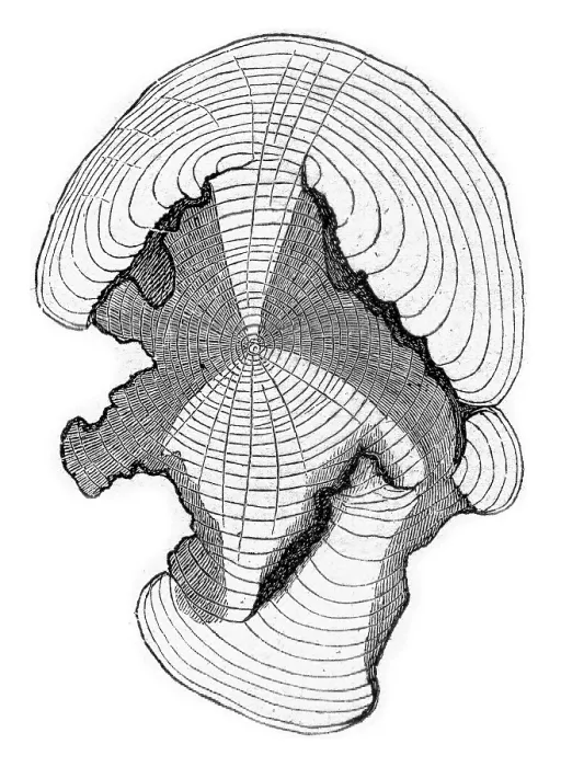 Framed Print : Cross-section at the stem Print from fig Previous Framed Print : Cross-section at the stem Print from fig Previous