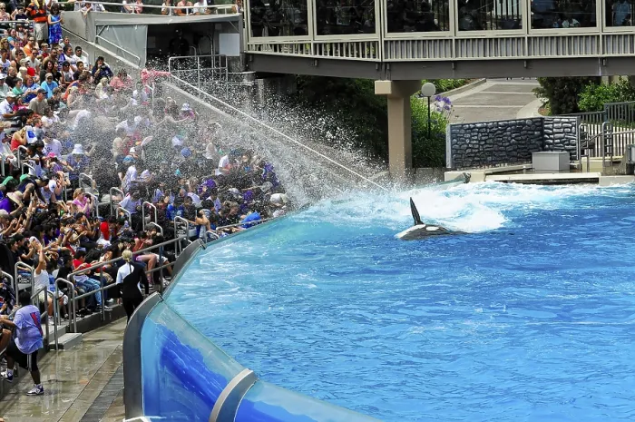 Framed Print : Crowd watches orca in action, Shamu Stadium Print Framed Print : Crowd watches orca in action, Shamu Stadium Print