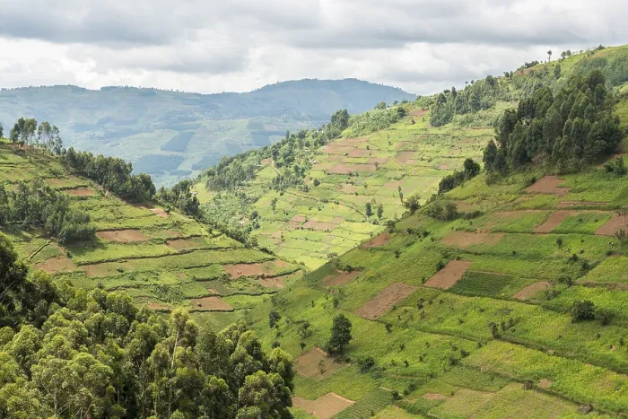 Framed Print : Cultivated Fields on Slopes, Uganda Print