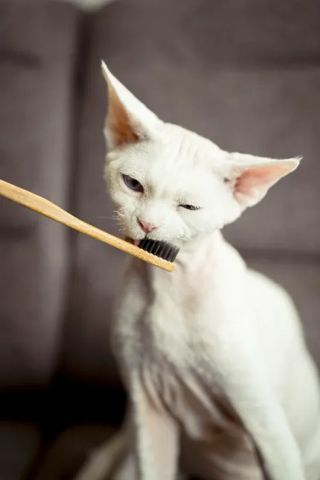 Framed Print : Devon Rex Cat with Bamboo Toothbrush Print Framed Print : Devon Rex Cat with Bamboo Toothbrush Print