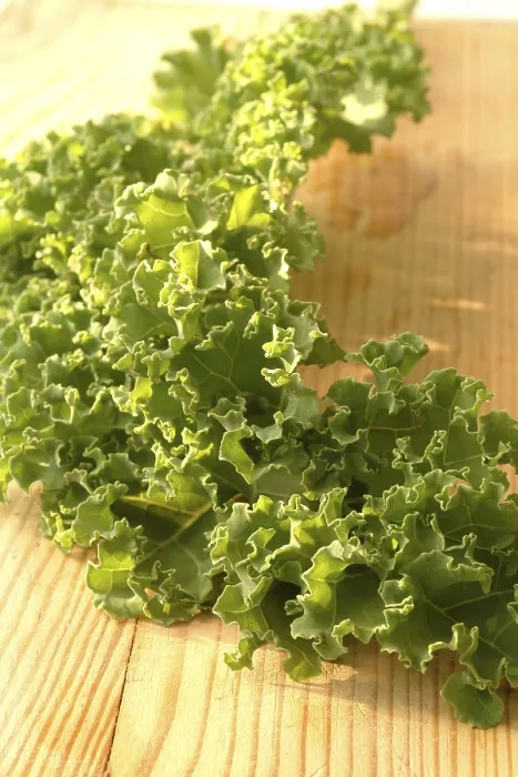 Framed Print : Curly Kale Print Framed Print : Curly Kale Print