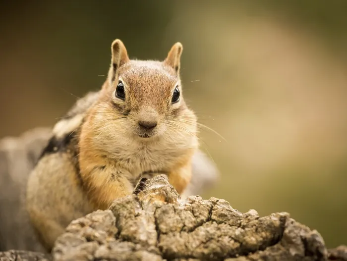 Framed Print : Cute Chipmunk Print - Quizzical Expression
