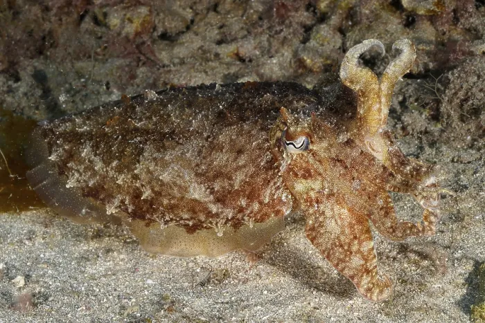 Framed Print : A Cuttlefish in Detail Print, Atlantic Ocean Framed Print : A Cuttlefish in Detail Print, Atlantic Ocean