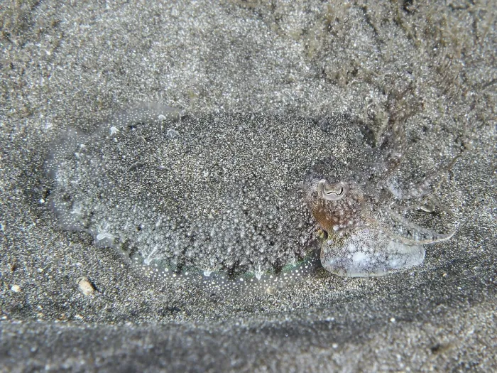 Framed Print : Cuttlefish with Grey Pattern Print, Tenerife, Spain Framed Print : Cuttlefish with Grey Pattern Print, Tenerife, Spain