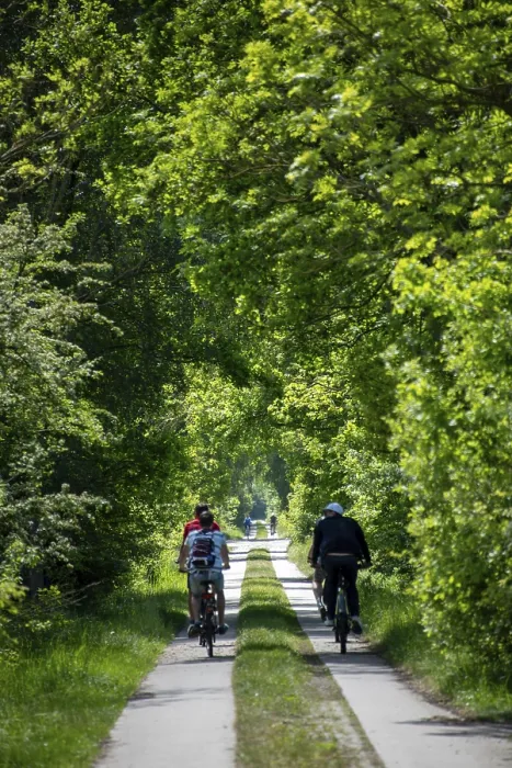 Framed Print : Cyclist on a tree-lined path in the countryside