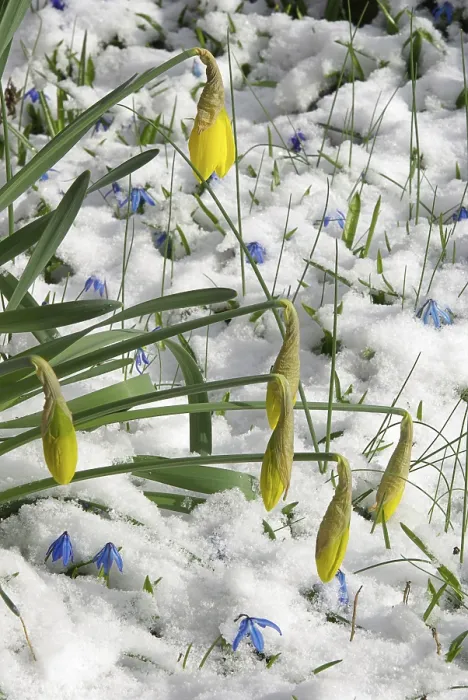 Framed Print : Daffodil Print by ImageBROKER Framed Print : Daffodil Print by ImageBROKER