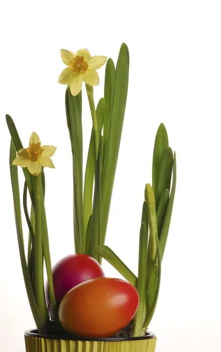 Framed Print : Daffodil, Easter Eggs Print Framed Print : Daffodil, Easter Eggs Print