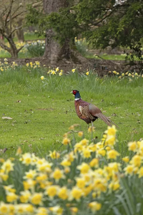 Framed Print : Daffodils, Pheasant Print, Batsford Arboretum, England Framed Print : Daffodils, Pheasant Print, Batsford Arboretum, England