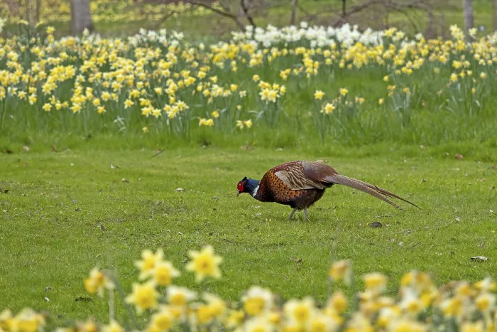 Framed Print : Daffodils, Pheasant Print, Batsford Arboretum, Cotswolds Framed Print : Daffodils, Pheasant Print, Batsford Arboretum, Cotswolds