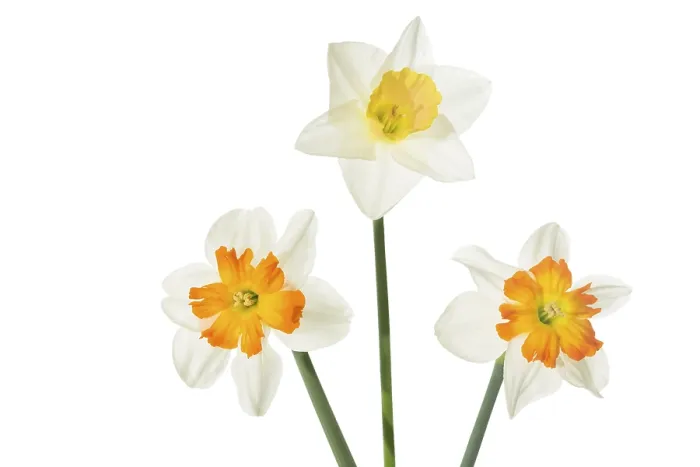 Framed Print : Daffodils Print on White Background Framed Print : Daffodils Print on White Background