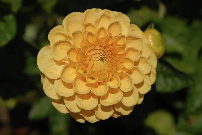 Framed Print : Dahlia Dahlia Print by imageBROKER Framed Print : Dahlia Dahlia Print by imageBROKER