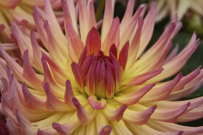 Framed Print : Dahlia Dahlia Print Framed Print : Dahlia Dahlia Print