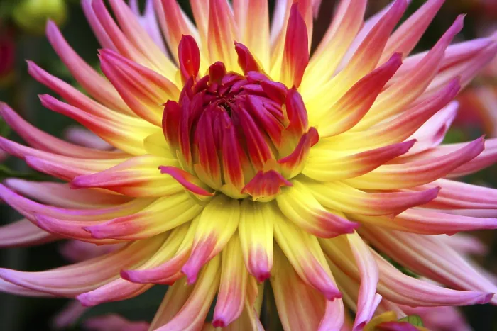 Framed Print : Dahlia Dahlia Print by imageBROKER