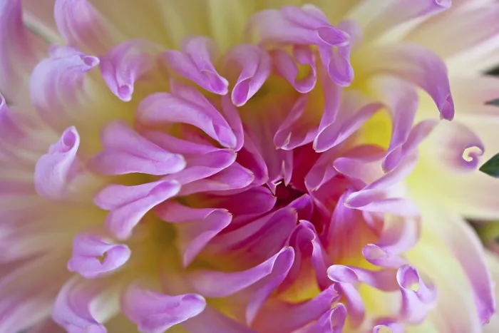 Framed Print : Dahlia Dahlia Print by ImageBROKER Framed Print : Dahlia Dahlia Print by ImageBROKER