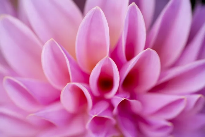 Framed Print : Dahlia Petal Print Framed Print : Dahlia Petal Print