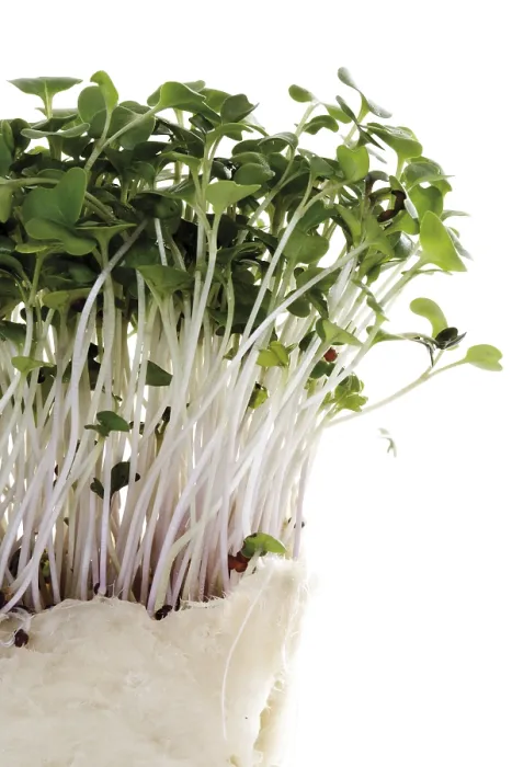 Framed Print : Daikon Cress Print Framed Print : Daikon Cress Print