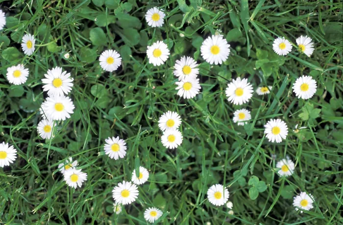 Framed Print : Daisy Daisy Print by Van Gogh Framed Print : Daisy Daisy Print by Van Gogh