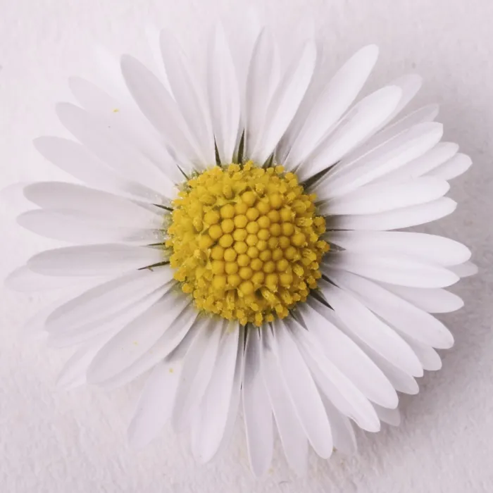 Framed Print : Daisy Daisy Print by Vincent van Gogh Framed Print : Daisy Daisy Print by Vincent van Gogh