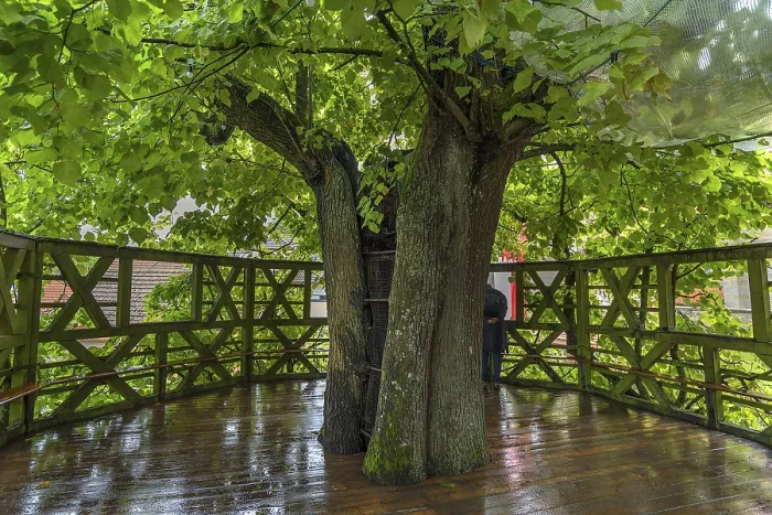 Framed Print : Dance Floor of an Old Dance Lime Tree Print Framed Print : Dance Floor of an Old Dance Lime Tree Print