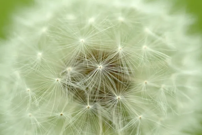 Framed Print : Dandelion Print in Full Bloom Framed Print : Dandelion Print in Full Bloom