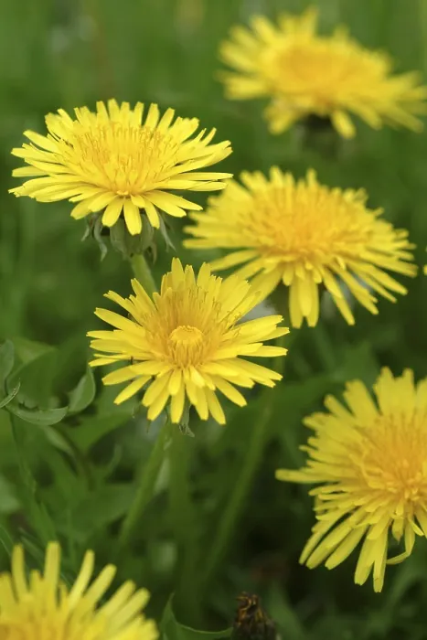 Framed Print : Dandelion Print by ImageBROKER Framed Print : Dandelion Print by ImageBROKER