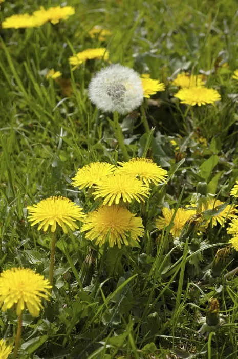 Framed Print : Dandelion Print in Full Bloom Framed Print : Dandelion Print in Full Bloom