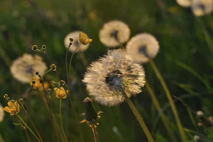 Framed Print : Dandelion in the Backlight Print