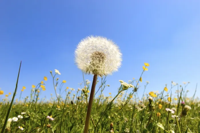 Framed Print : Dandelion Clock Print Framed Print : Dandelion Clock Print