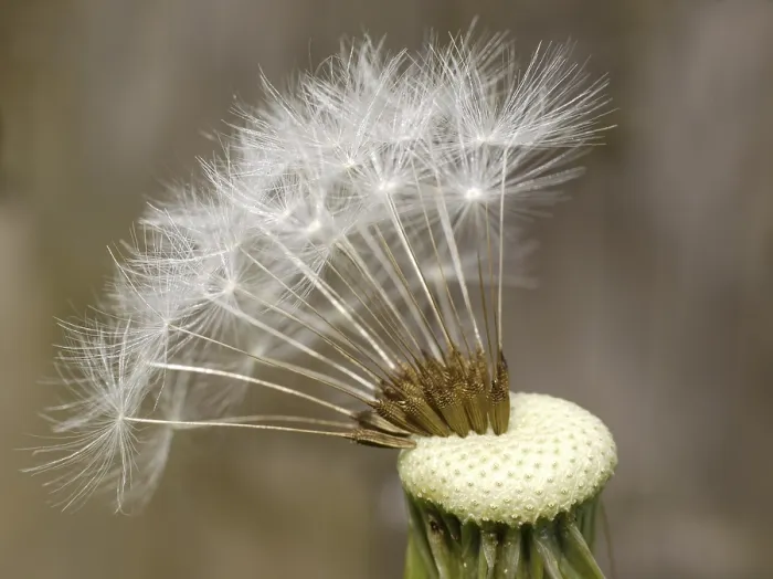 Framed Print : Dandelion Print - Vibrant Blooms in Field Framed Print : Dandelion Print - Vibrant Blooms in Field