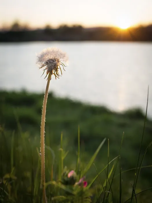 Framed Print : Dandelion in Spring Print: Sunset Lake Scene Framed Print : Dandelion in Spring Print: Sunset Lake Scene