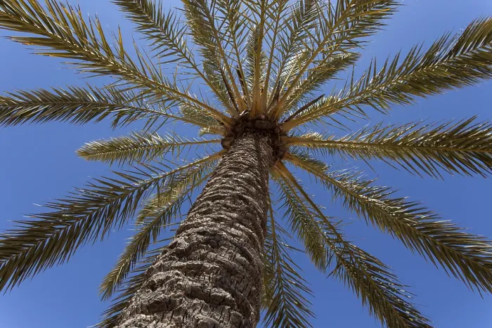 Framed Print : Date Palm Print Framed Print : Date Palm Print