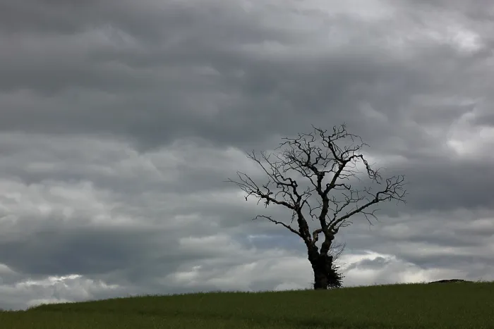 Framed Print : Dead Tree Against Grey Sky, Scotland Print
