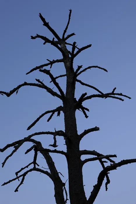Framed Print : Dead Tree Print Framed Print : Dead Tree Print