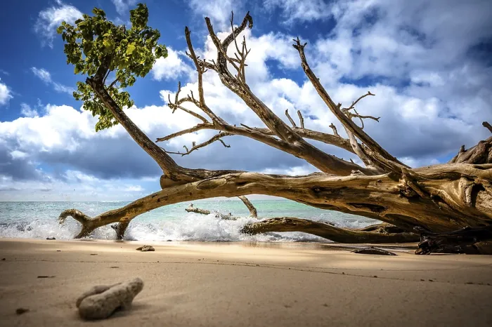 Framed Print : Dead Tree Print on Praslin Beach, Seychelles