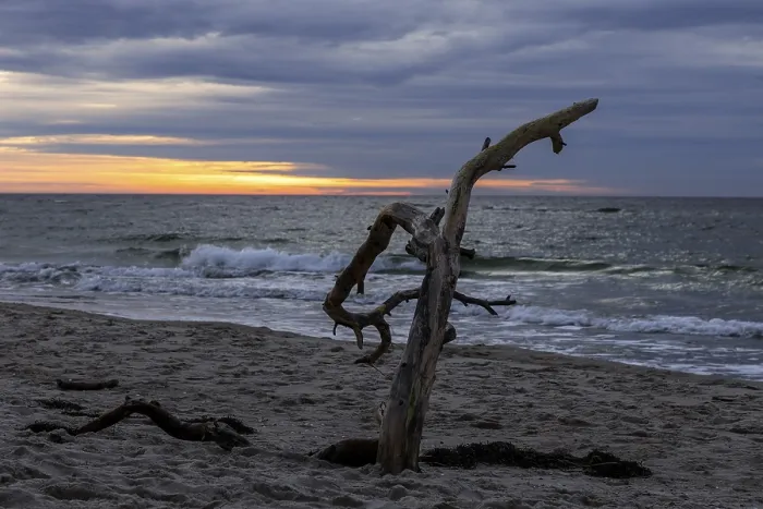 Framed Print : Dead Tree on Weststrand Dar Beach Print, Germany Framed Print : Dead Tree on Weststrand Dar Beach Print, Germany