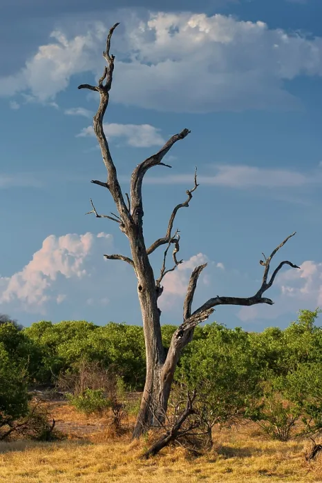 Framed Print : Dead Tree in Drought Landscape Print, Chobe National Park Framed Print : Dead Tree in Drought Landscape Print, Chobe National Park