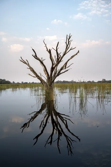 Framed Print : Dead Tree Reflected in the River, Okavango Delta Print Framed Print : Dead Tree Reflected in the River, Okavango Delta Print