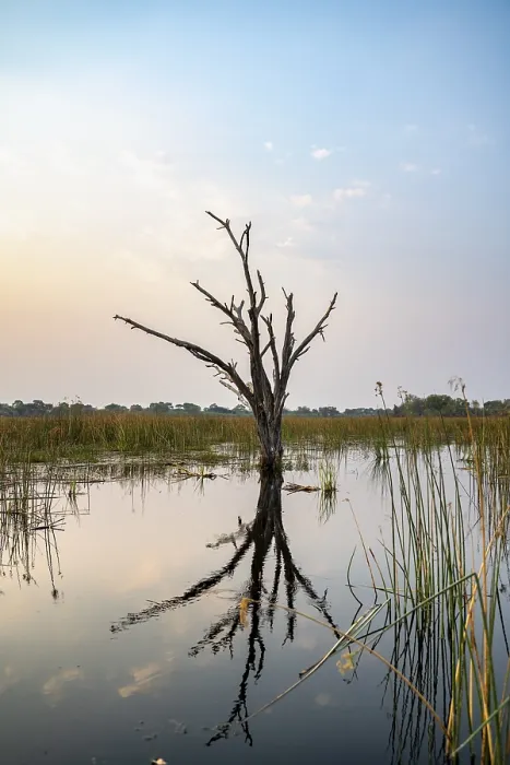 Framed Print : Dead Tree Reflected in the River, Okavango Delta Print Framed Print : Dead Tree Reflected in the River, Okavango Delta Print