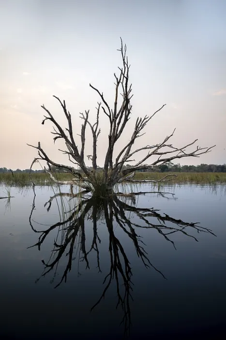 Framed Print : Dead Tree Reflected in the River, Okavango Delta Print Framed Print : Dead Tree Reflected in the River, Okavango Delta Print