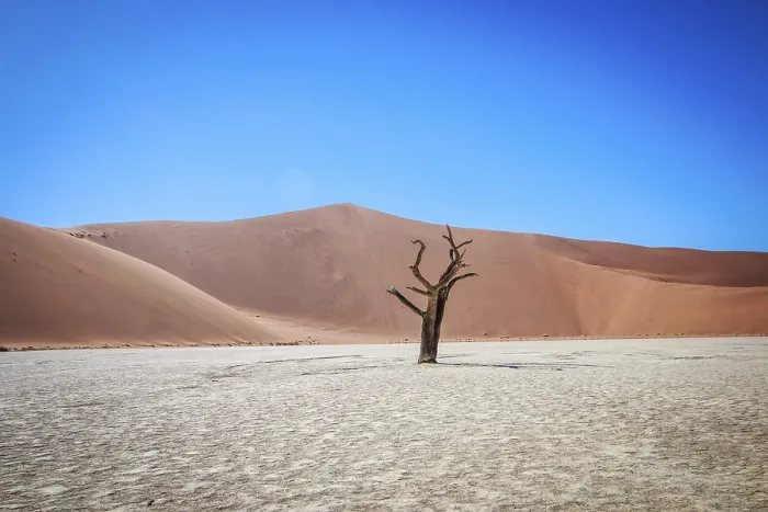 Framed Print : Dead Tree in Sossusvlei Namibia Print Framed Print : Dead Tree in Sossusvlei Namibia Print