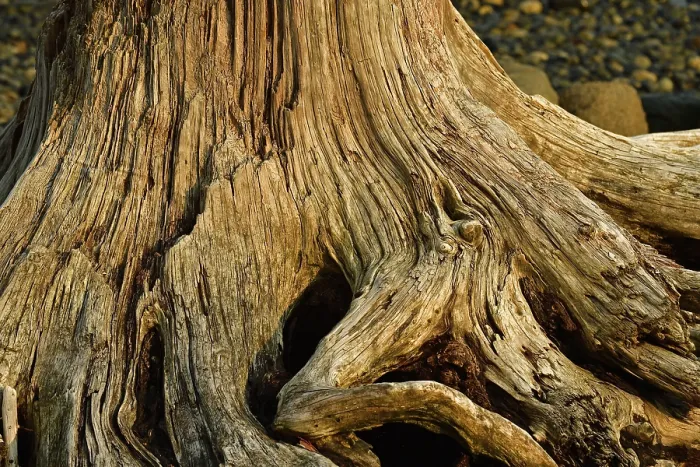 Framed Print : Dead Tree Stump Print, Vancouver Island Rainforest Framed Print : Dead Tree Stump Print, Vancouver Island Rainforest