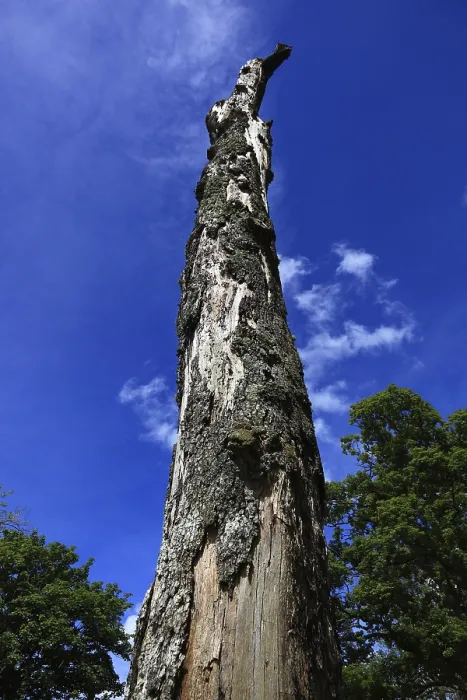 Framed Print : Dead Tree Trunk Against Blue Sky Print