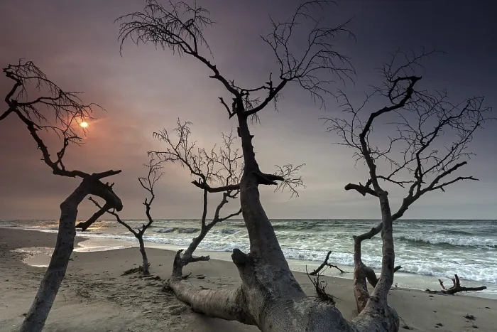 Framed Print : Dead Tree at West Beach Evening Light Print, Germany Framed Print : Dead Tree at West Beach Evening Light Print, Germany