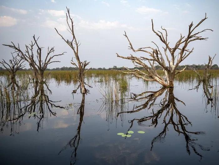 Framed Print : Dead Trees in Thamalakane River, Okavango Delta Print