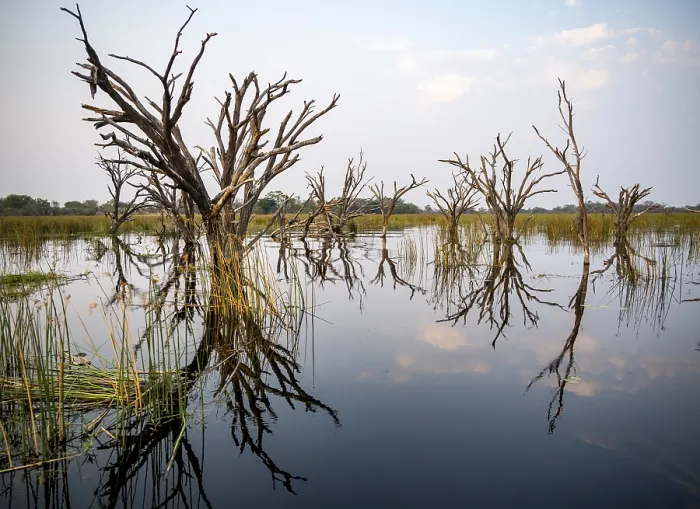 Framed Print : Dead Trees in Thamalakane River, Okavango Delta Print Framed Print : Dead Trees in Thamalakane River, Okavango Delta Print