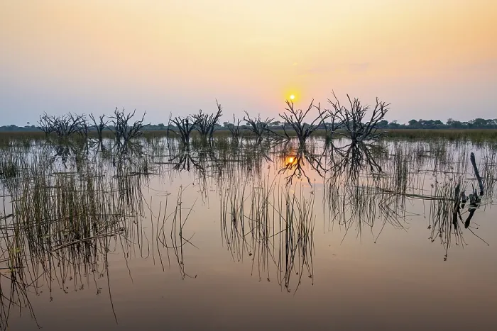 Framed Print : Dead Trees in the Okavango Delta Print Framed Print : Dead Trees in the Okavango Delta Print