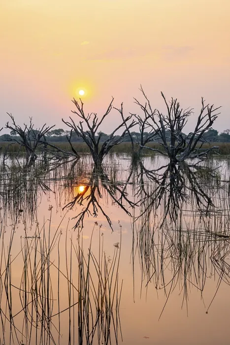 Framed Print : Dead Trees Reflected in the Thamalakane River Print