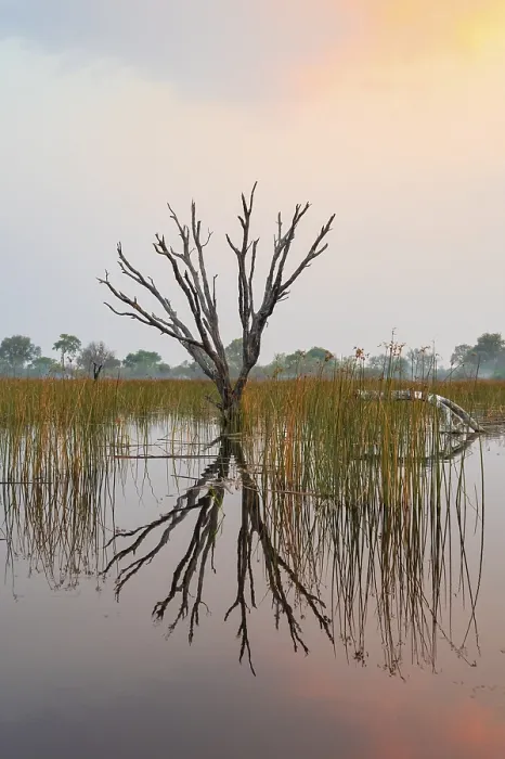 Framed Print : Okavango Delta Sunset Print Framed Print : Okavango Delta Sunset Print