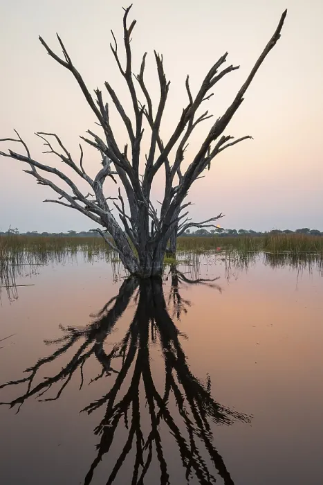 Framed Print : Okavango Delta Sunset Print: Dead Trees in Reflection Framed Print : Okavango Delta Sunset Print: Dead Trees in Reflection